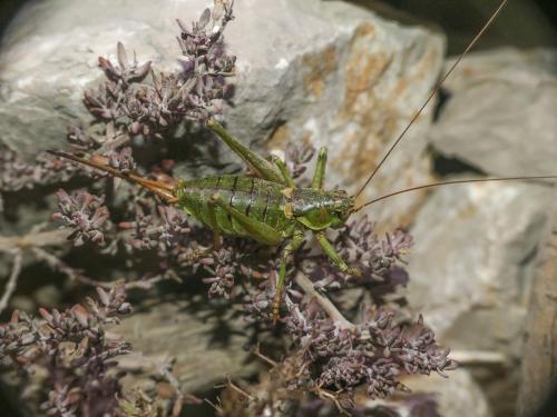 Réf. 309 767 : Antaxius chopardi